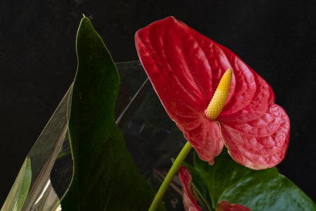 Red anthurium flower with green leaves on a black background.の写真素材