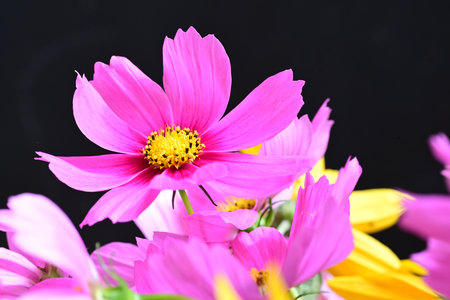 pink cosmos flower isolated on black background, selective focus, shallow DOFの写真素材