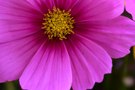 Cosmos flower in the garden, close up of pink cosmos flowerの写真素材
