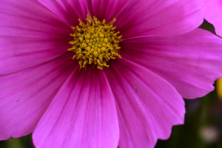 Cosmos flower in the garden, closeup of pink cosmos flowerの写真素材