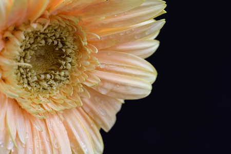 Orange gerbera flower with water drops on petals isolated on black backgroundの写真素材