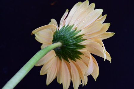 gerbera flower isolated on black background, closeup of photoの写真素材