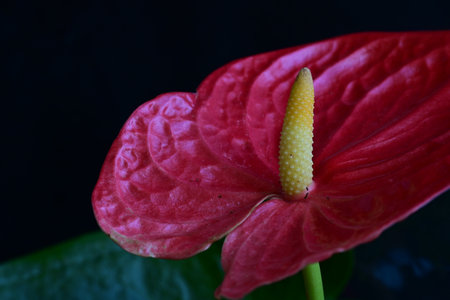 Anthurium flower on a dark background. Close-up.の写真素材