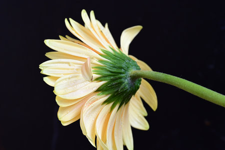 Yellow gerbera flower isolated on black background. Close up.の写真素材
