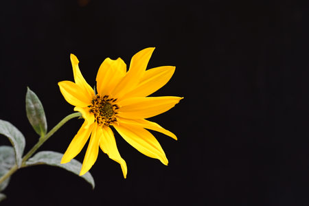 Yellow flower on black background, Thailand. (Helianthus annuus)の写真素材