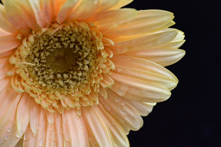 Close up of gerbera flower with water drops on petalsの写真素材
