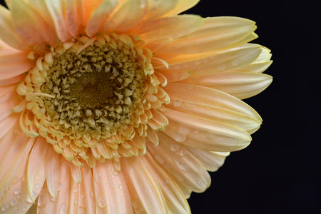 Close up of gerbera flower with water drops on petalsの写真素材