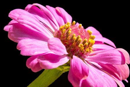 Pink zinnia flower isolated on black background. Close up.の写真素材