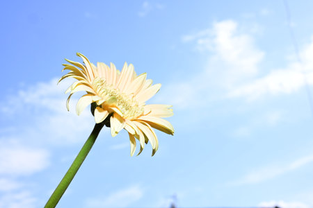 yellow gerbera flower on blue sky background, closeup of photoの写真素材