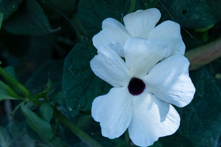 Close up of white flower on green leaf background in the garden.の写真素材