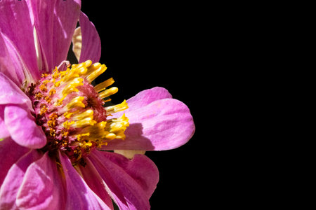 Close up of pink zinnia flower isolated on black background.の写真素材
