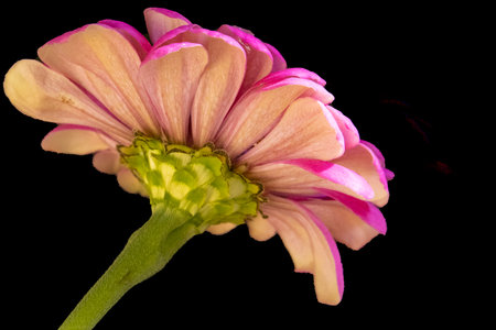 Pink chrysanthemum flower on a black background. macroの写真素材