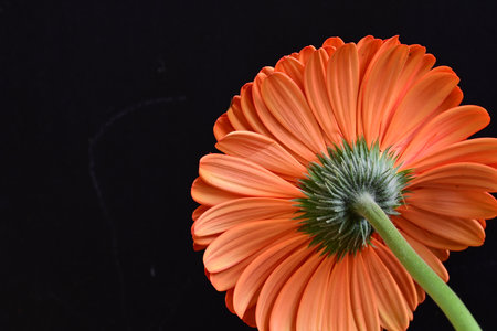 Orange gerbera flower on black background with copy space for textの写真素材