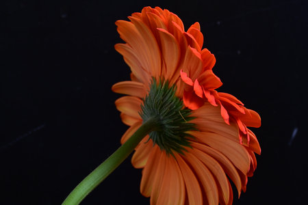 Orange gerbera flower isolated on black background, close-upの写真素材