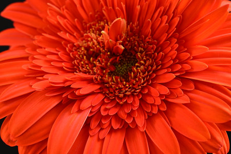 Beautiful red gerbera flower on black background, closeupの写真素材