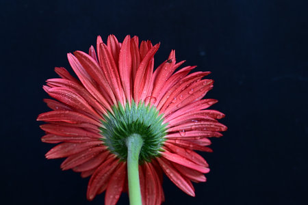 Beautiful red gerbera flower on black background, close upの写真素材
