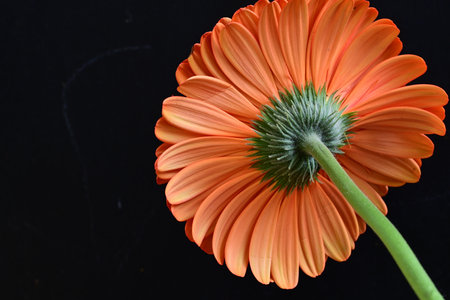 Orange gerbera flower isolated on black background. Close up.の写真素材