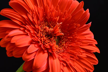 Close up of red gerbera daisy flower isolated on black backgroundの写真素材