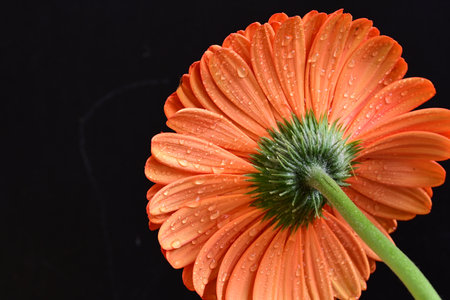 Orange gerbera flower with water drops on a black background.の写真素材