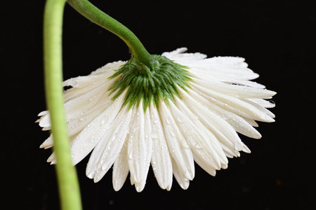 white daisy flower on a black background, closeup of photoの写真素材