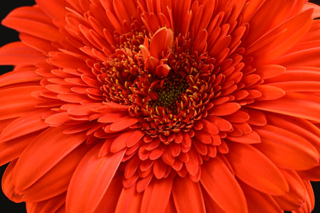 Beautiful red gerbera flower on black background, close upの写真素材