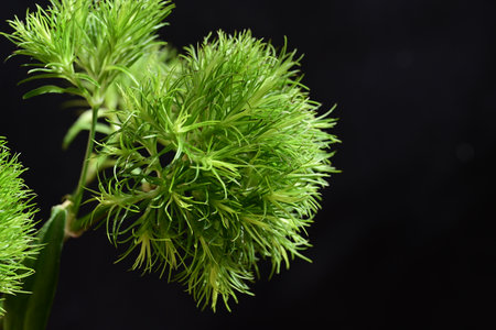 Close-up of a green plant on a black background with copy spaceの写真素材