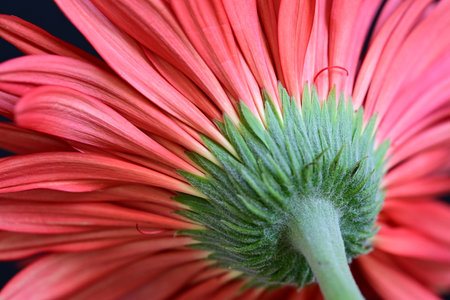 close up of red gerbera daisy flower with green stemの写真素材