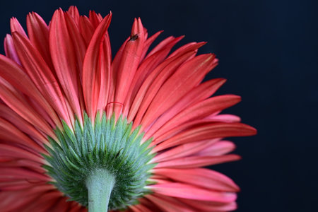 Red gerbera flower isolated on black background. Close up.の写真素材