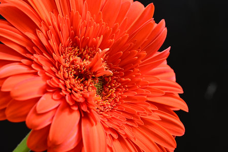 Orange gerbera flower isolated on black background. Macro shot.の写真素材
