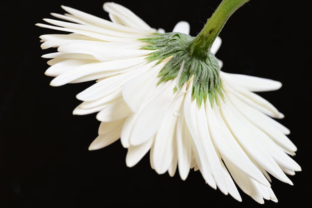 white gerbera flower isolated on black background close-up macroの写真素材