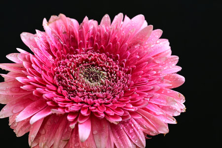 pink gerbera flower on black background, closeup of photoの写真素材