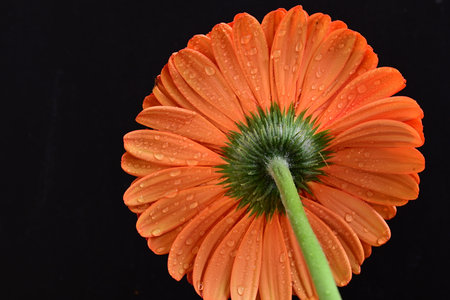 Orange gerbera with water drops on the petals isolated on black backgroundの写真素材