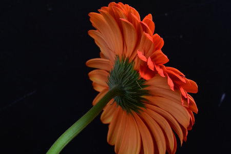 Orange gerbera flower isolated on black background. Close up.の写真素材