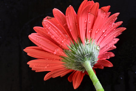 Red gerbera flower on a black background with water dropletsの写真素材