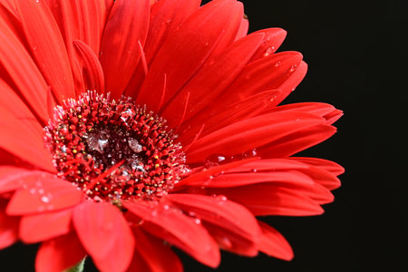 Red gerbera flower with water drops on black background, close upの写真素材
