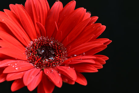 Red gerbera flower with water drops isolated on black background.の写真素材