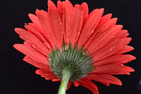 Red gerbera flower on black background with water droplets.の写真素材