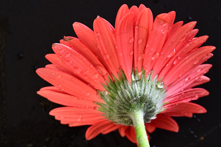 beautiful red gerbera flower with drops of water on itの写真素材