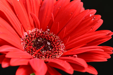 Red gerbera flower with water drops isolated on black background.の写真素材