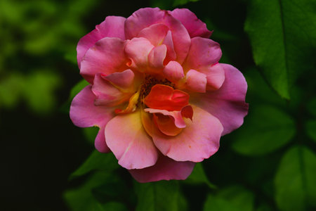 Pink rose on a background of green leaves in the summer garden.の写真素材
