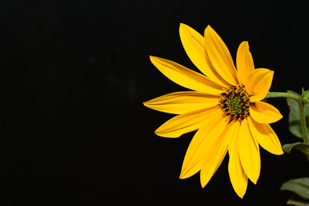 Yellow flower isolated on black background with copy space for your text.の写真素材