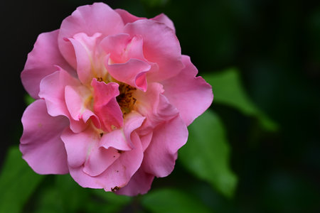 Beautiful pink rose in the garden on a dark green background.の写真素材
