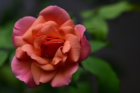 Beautiful pink rose on a dark background, close-up.の写真素材