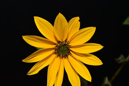 Yellow flower on a black background. Yellow flower on a black background.の写真素材
