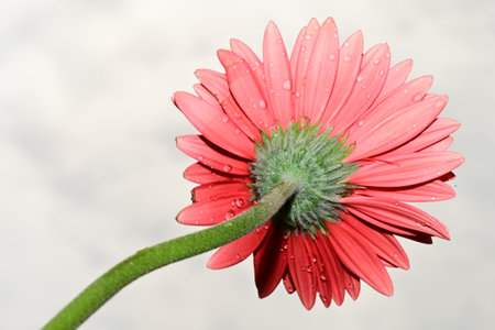 gerbera flower with water drops on petals on white backgroundの写真素材