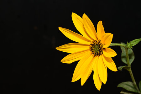 Yellow flower isolated on black background with copy space for your text.の写真素材