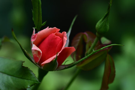 Beautiful red rose in the garden. Shallow depth of field.の写真素材