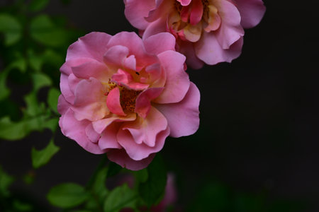 Beautiful pink rose in the garden, close-up, selective focusの写真素材