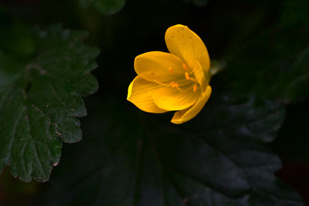 Flower of a yellow crocus on a dark green background.の写真素材