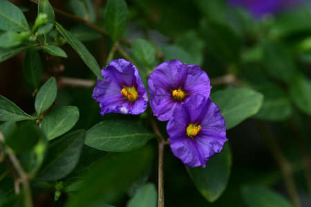 Purple flowers in the garden, close-up, selective focusの写真素材